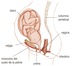 Esquema Aparato Genital